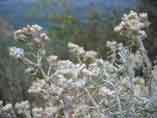 botanique  plante fleurs Castagniccia Corse Orezza