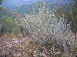 botanique  plante fleurs Castagniccia Corse Orezza